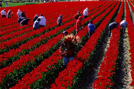 flower bending over - Tulip Pickers Stock Photo - Rights-Managed, Code: 700-00329100