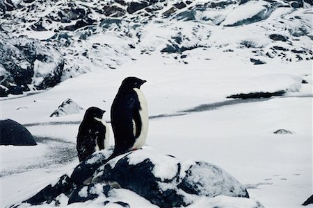 simsearch:700-02912462,k - Adelie Penguins, Antarctic Peninsula, Antarctica Fotografie stock - Rights-Managed, Codice: 700-00329144