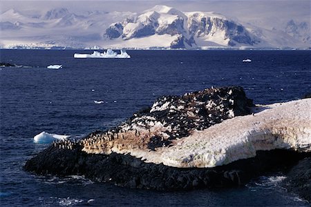 simsearch:700-03083927,k - Penguin Colony, Antarctic Peninsula, Antartica Foto de stock - Direito Controlado, Número: 700-00329143