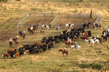 ranchers - Herding Cattle Stock Photo - Rights-Managed, Code: 700-00344926