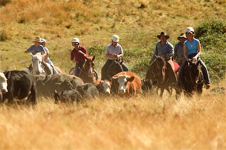 Cowboys and Cowgirls Herding Cattle Foto de stock - Con derechos protegidos, Código: 700-00344921