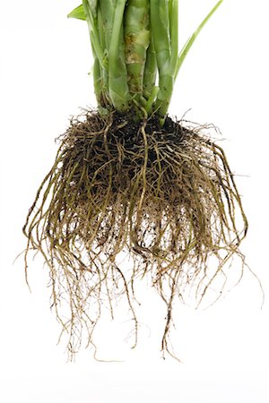 simsearch:700-00198058,k - Plant Roots Stock Photo - Rights-Managed, Code: 700-00344999