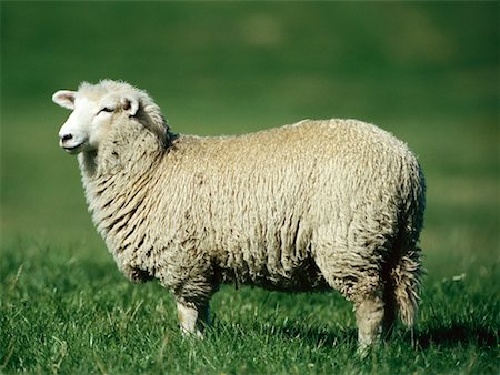 sheep farm animal close up - Sheep Stock Photo - Rights-Managed, Code: 700-00345141