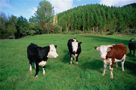 Cows in Pasture Stock Photo - Rights-Managed, Code: 700-00345201