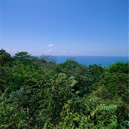 parco manuel antonio - Forest by Ocean Fotografie stock - Rights-Managed, Codice: 700-00345391