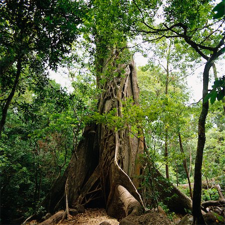 rincon de la vieja national park - Ficus Tree Rincon de la Vieja National Park Costa Rica Foto de stock - Con derechos protegidos, Código: 700-00345406