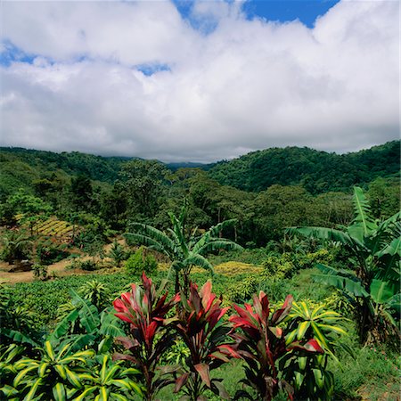 Escondido Valley Alajuela Province, Costa Rica Stock Photo - Rights-Managed, Code: 700-00345403