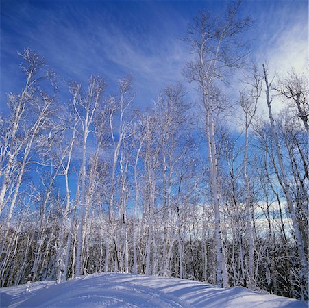 quebec winter - Trees in Winter Stock Photo - Rights-Managed, Code: 700-00345440