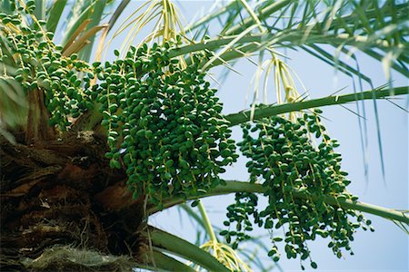 Date Tree, Tozeur, Africa Stock Photo - Rights-Managed, Code: 700-00349891