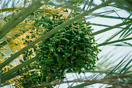 Date Tree, Tozeur, Africa Stock Photo - Rights-Managed, Code: 700-00349892