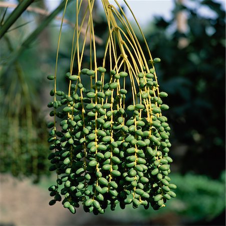 Dates on Tree Tunisia, Africa Stock Photo - Rights-Managed, Code: 700-00349984