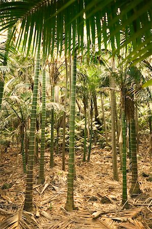 Grove of Kentia Trees Fotografie stock - Rights-Managed, Codice: 700-00342994