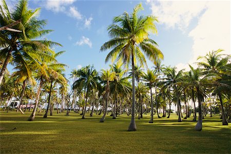 Palm Trees, French Polynesia Foto de stock - Direito Controlado, Número: 700-00343474