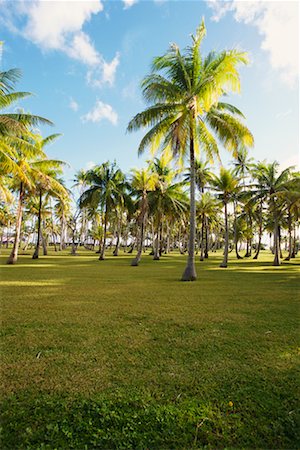 Palm Trees, French Polynesia Foto de stock - Direito Controlado, Número: 700-00343473