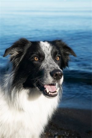 sheepdog (not herding sheep) - Portrait of a Dog Stock Photo - Rights-Managed, Code: 700-00343546