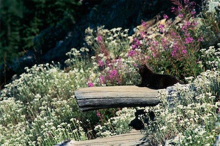 simsearch:700-00040058,k - Vancouver Island Marmot l'île de Vancouver, en Colombie-Britannique, Canada Photographie de stock - Rights-Managed, Code: 700-00357315