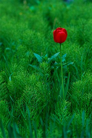 simsearch:700-00073732,k - Tulip in Horsetail Patch Foto de stock - Con derechos protegidos, Código: 700-00357336