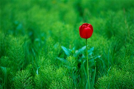 simsearch:700-00073732,k - Tulip in Horsetail Patch Foto de stock - Con derechos protegidos, Código: 700-00357337