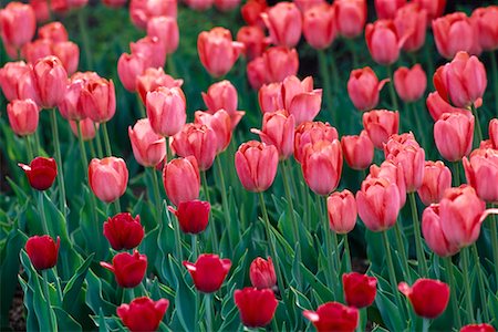 simsearch:700-00184470,k - Tulips Stock Photo - Rights-Managed, Code: 700-00357338