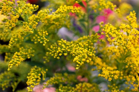 Goldenrod Foto de stock - Direito Controlado, Número: 700-00357332