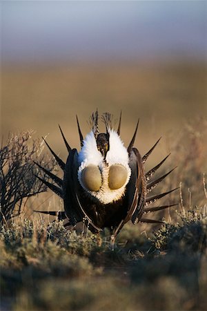 Sage Grouse Foto de stock - Con derechos protegidos, Código: 700-00350382