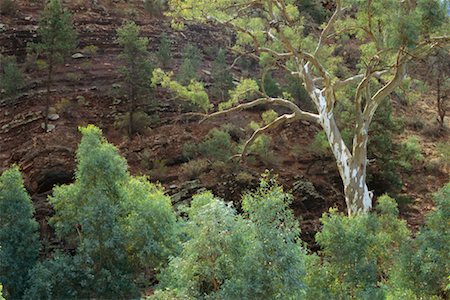 parc national flinders ranges - Arbre d'eucalyptus et Cliff Parc National des Flinders Ranges Australie Photographie de stock - Rights-Managed, Code: 700-00350537