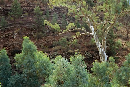 flinders range national park - Eucalyptus Tree and Cliff Flinders Ranges National Park Australia Stock Photo - Rights-Managed, Code: 700-00350537