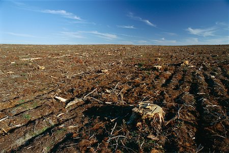 Clearcut Forest Stock Photo - Rights-Managed, Code: 700-00350541