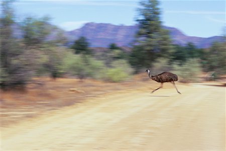 parc national flinders ranges - Le Parc National Emu croisement route Flinders Ranges en Australie-méridionale, Australie Photographie de stock - Rights-Managed, Code: 700-00350542