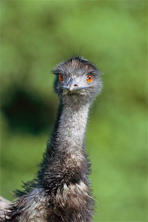 Emu, Victoria, Australia Stock Photo - Rights-Managed, Code: 700-00350550