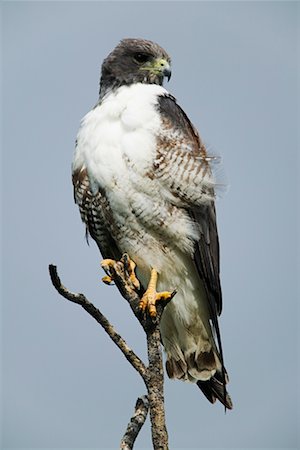 White-Tailed Hawk Stock Photo - Rights-Managed, Code: 700-00350955
