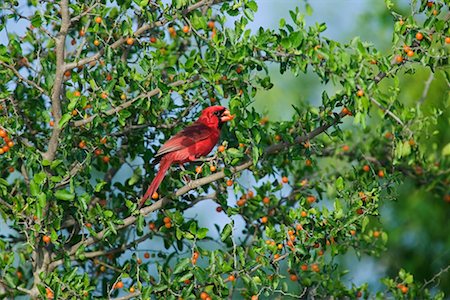 rio grande valley - Northern Cardinal Photographie de stock - Rights-Managed, Code: 700-00350958