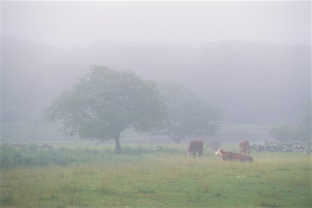 Chilmark, Martha's Vineyard-Massachusetts, USA Stockbilder - Lizenzpflichtiges, Bildnummer: 700-00366252