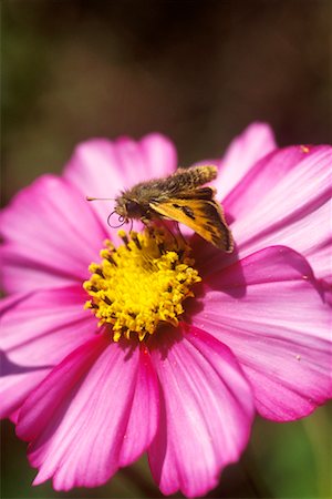 falena - Moth on Flower Fotografie stock - Rights-Managed, Codice: 700-00367638