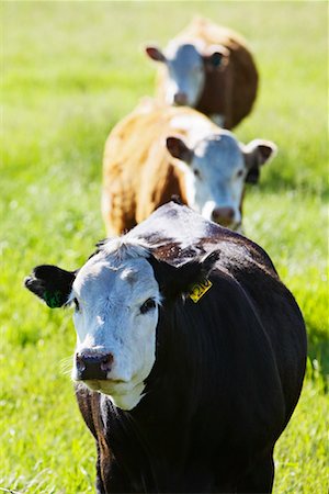 simsearch:633-05402071,k - Cows in Field Stock Photo - Rights-Managed, Code: 700-00367867