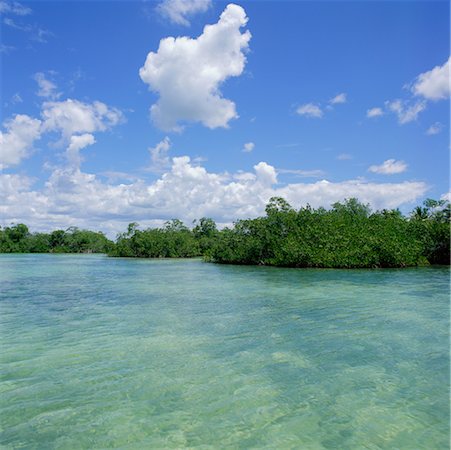 simsearch:700-00345396,k - Mangroves Saona Island, Dominican Republic Stock Photo - Rights-Managed, Code: 700-00361039