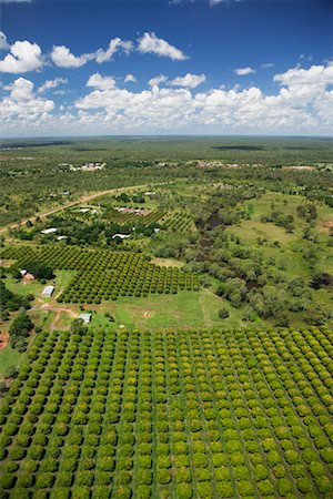 Vue d'ensemble de mangue Plantation Katherine, territoire du Nord, Australie Photographie de stock - Rights-Managed, Code: 700-00363192