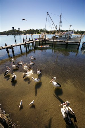 simsearch:632-05845010,k - Pelicans by Docked Boats Batemans Bay, New South Wales, Australia Foto de stock - Con derechos protegidos, Código: 700-00363227