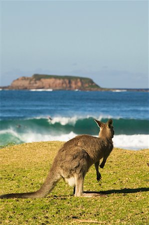 Kangaroo by Ocean Pebbly Beach, New South Wales, Australia Foto de stock - Direito Controlado, Número: 700-00363222