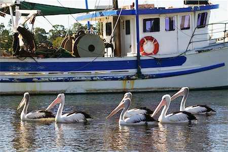 Pelicans and Fishing Boat Batemans Bay, New South Wales, Australia Stock Photo - Rights-Managed, Code: 700-00363223