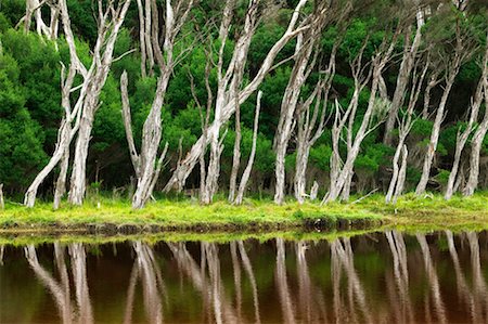 pozza di marea - Trees on Shore Wilsons Promontory National Park Victoria, Australia Fotografie stock - Rights-Managed, Codice: 700-00363249
