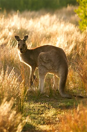 simsearch:700-00611153,k - Kangourou en champ Wilsons Promontory National Park, Victoria, Australie Photographie de stock - Rights-Managed, Code: 700-00363241