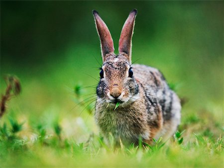 rio grande valley - Cottontail Rabbit, Foto de stock - Con derechos protegidos, Código: 700-00378100