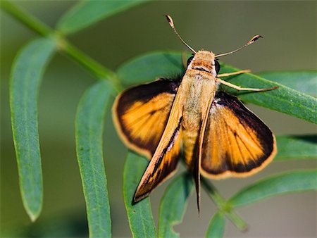 rio grande valley - Skipper à ailes pliée Photographie de stock - Rights-Managed, Code: 700-00378112