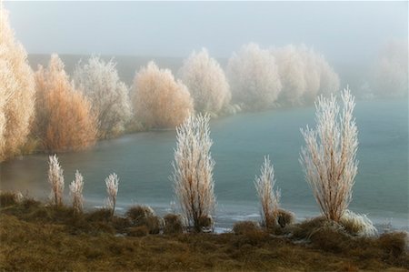 Frost-Covered Trees Southern Alps, South Island, New Zealand Stock Photo - Rights-Managed, Code: 700-00371186