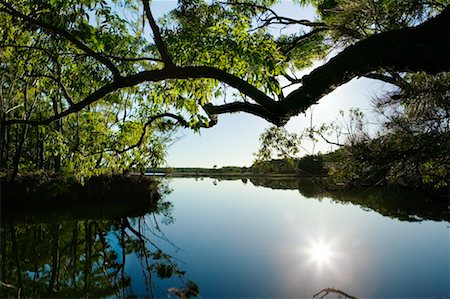 simsearch:700-00186272,k - Tree Hanging over Lake Stock Photo - Rights-Managed, Code: 700-00371194