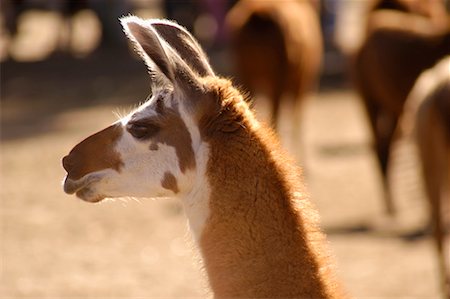 south american animal - Close-up of a Llama Stock Photo - Rights-Managed, Code: 700-00371294