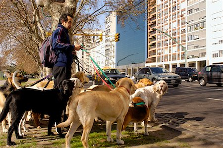 dog walker - Dog Walker Waiting to Cross Road Stock Photo - Rights-Managed, Code: 700-00371298