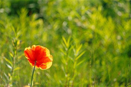 simsearch:700-00371854,k - Oriental Poppy Stock Photo - Rights-Managed, Code: 700-00371855