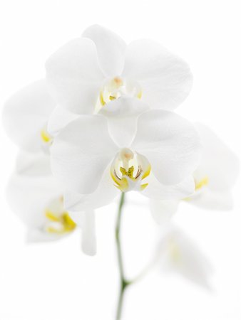 simsearch:700-00198058,k - Orchid Stock Photo - Rights-Managed, Code: 700-00372050